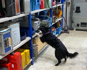 Border Collie söker på verkstad