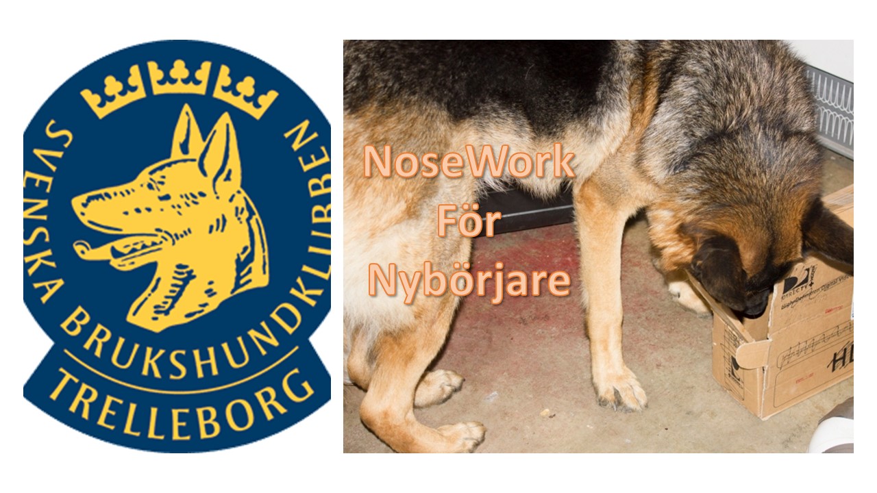 Nosework deltagare