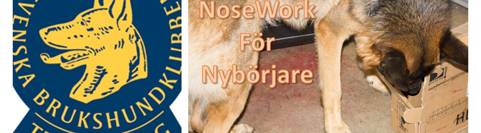 Nosework deltagare