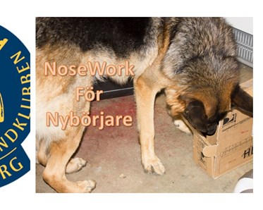 Nosework deltagare
