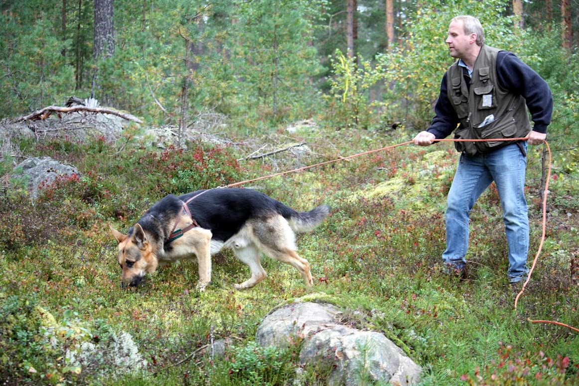 Schäfer spårar i skogen