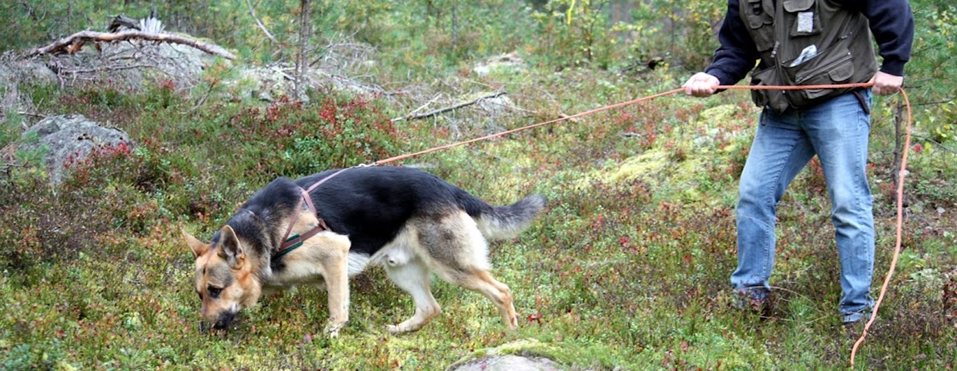 Schäfer spårar i skogen