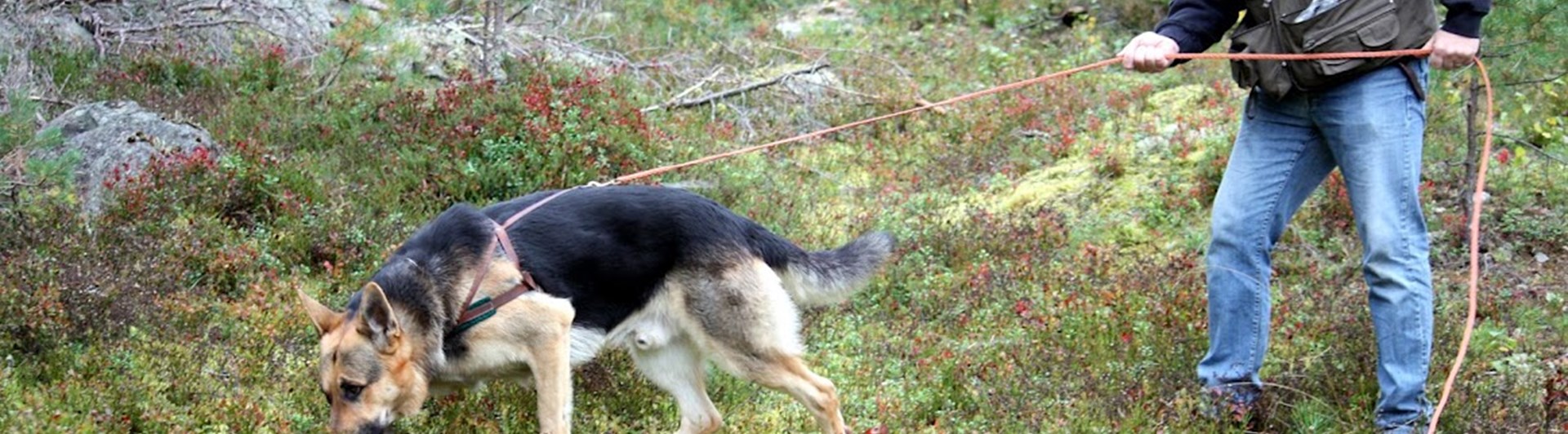 Schäfer spårar i skogen