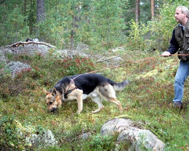 Schäfer spårar i skogen