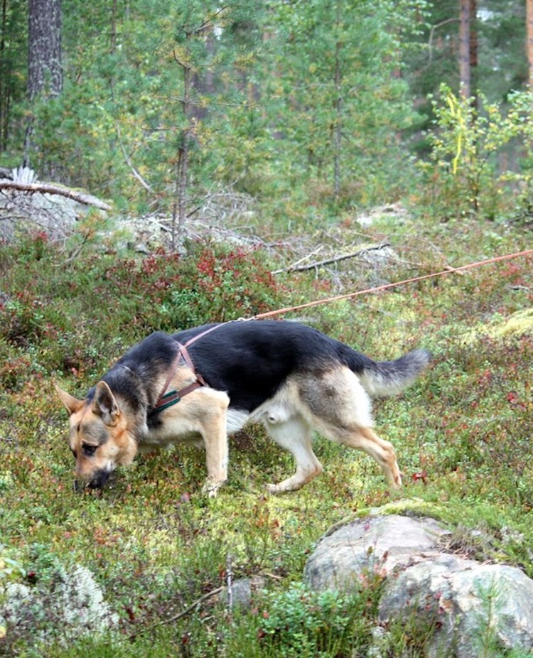 Schäfer spårar i skogen