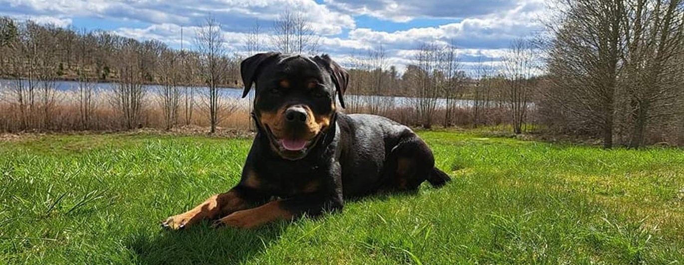 Rottweiler ligger på en gräsmatta