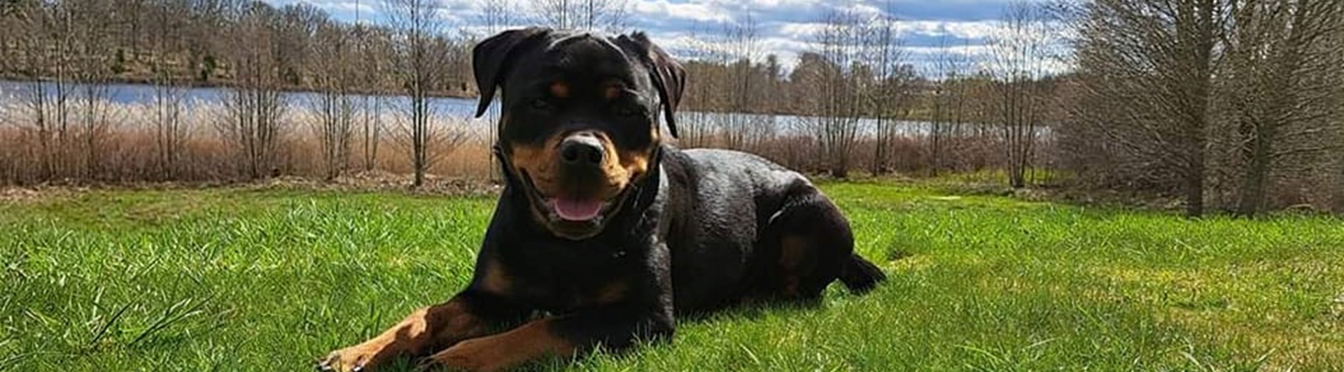 Rottweiler ligger på en gräsmatta