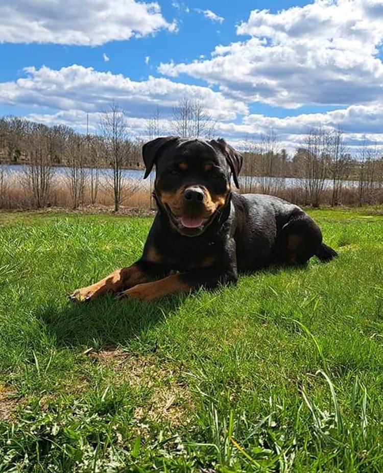 Rottweiler ligger på en gräsmatta