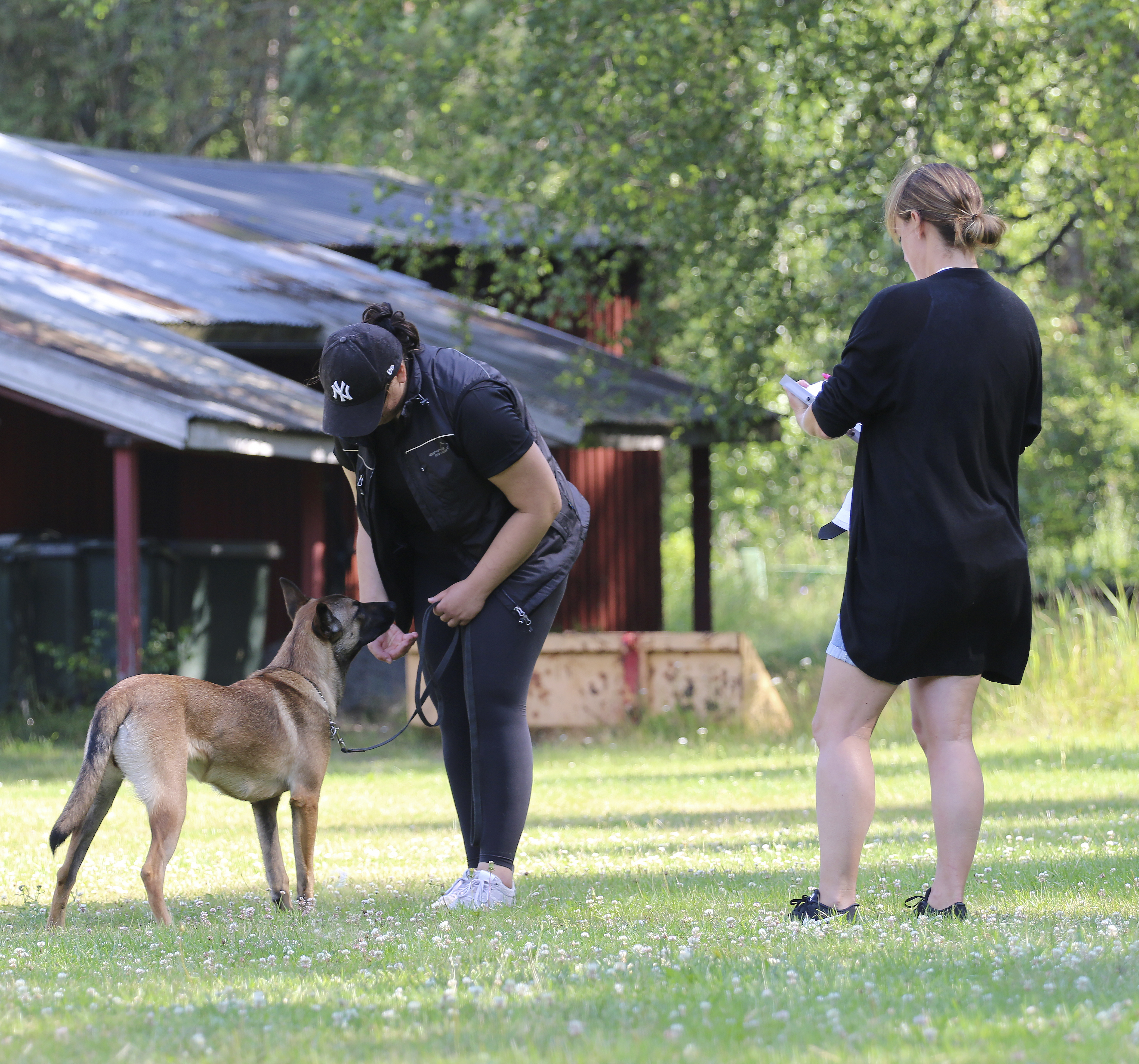 Exteriörbeskrivning malinois
Foto: Gunilla Andersson