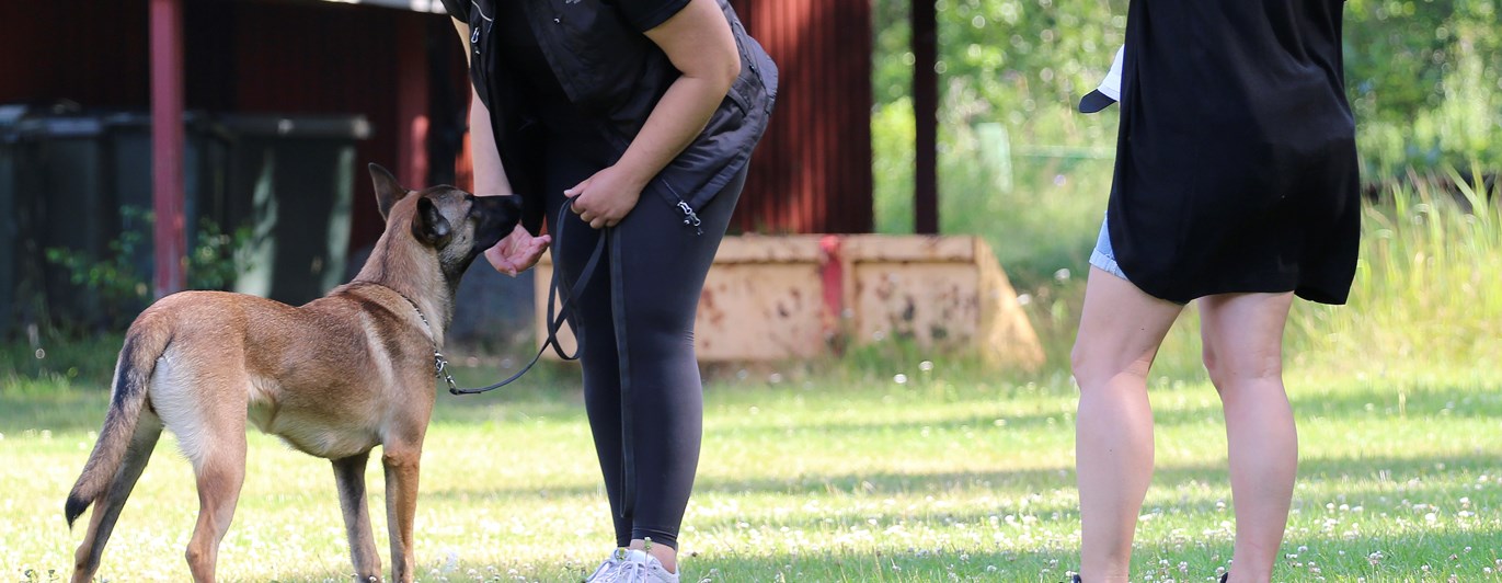 Exteriörbeskrivning malinois
Foto: Gunilla Andersson