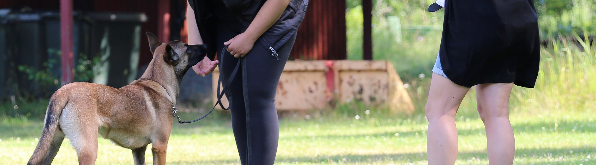 Exteriörbeskrivning malinois
Foto: Gunilla Andersson