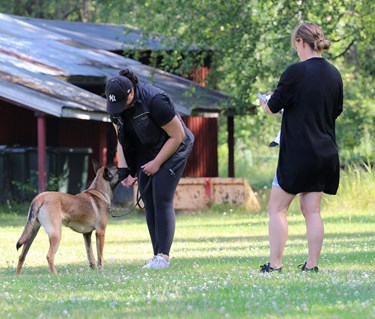 Exteriörbeskrivning malinois
Foto: Gunilla Andersson