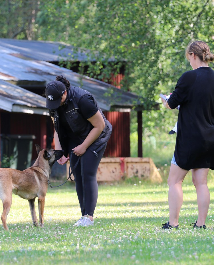 Exteriörbeskrivning malinois
Foto: Gunilla Andersson
