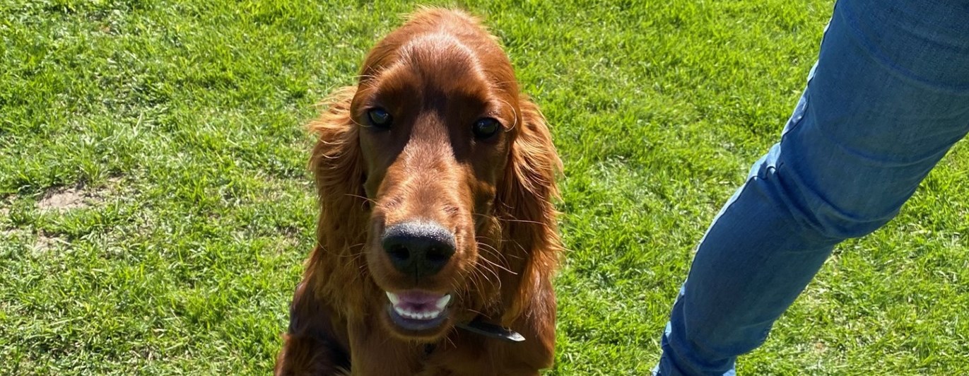 hund som tittar in i kamera