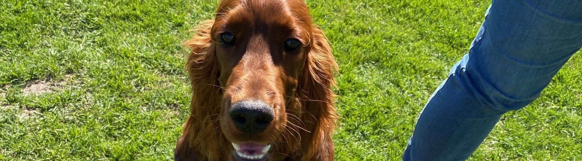 hund som tittar in i kamera