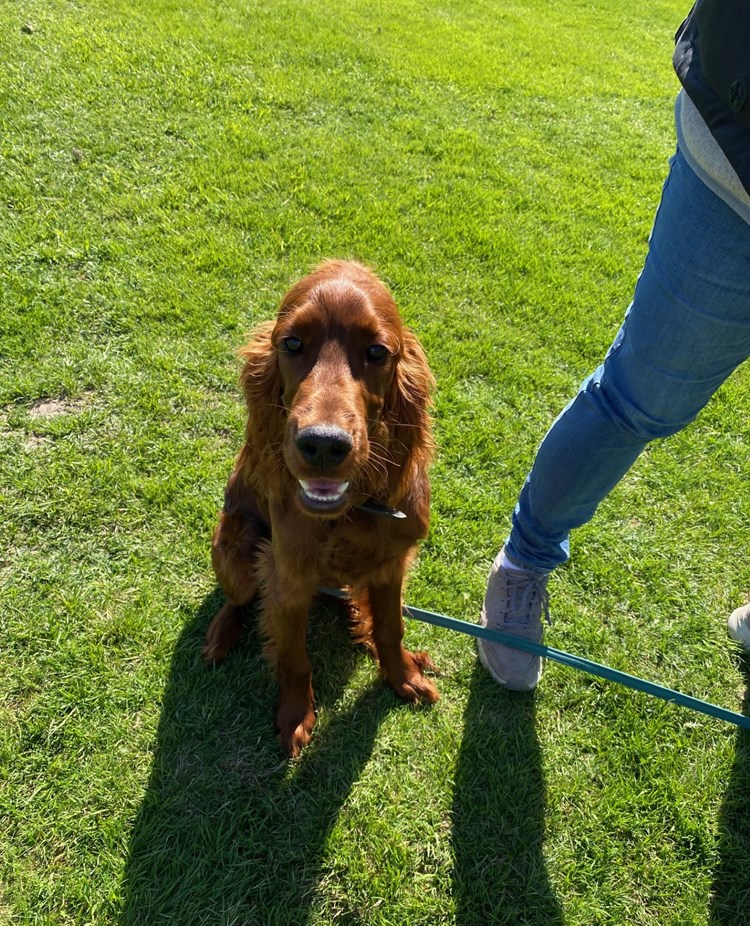 hund som tittar in i kamera