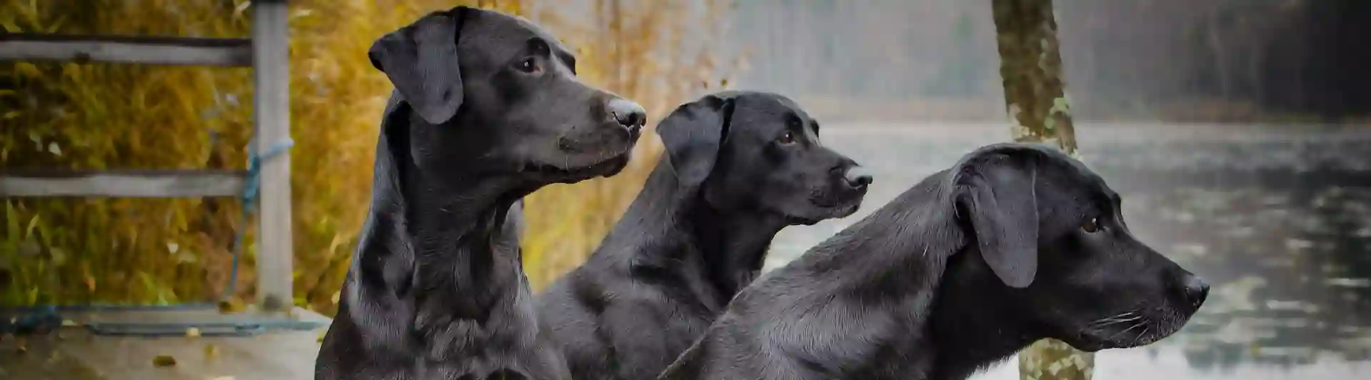Tre svarta labradorer