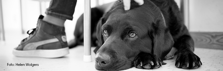 Assistanshund som vilar under ett möte