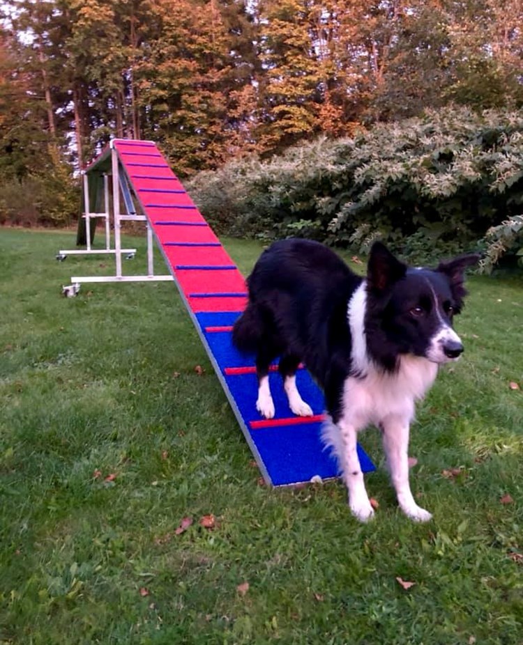 Vinga Agility