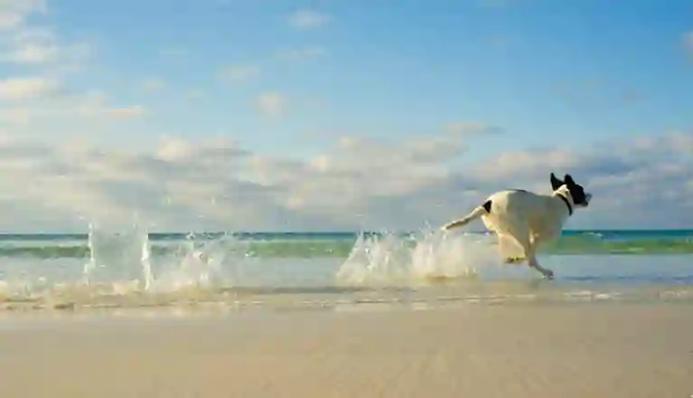 Hund som springer på stranden