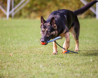 Schäfer bär leksak