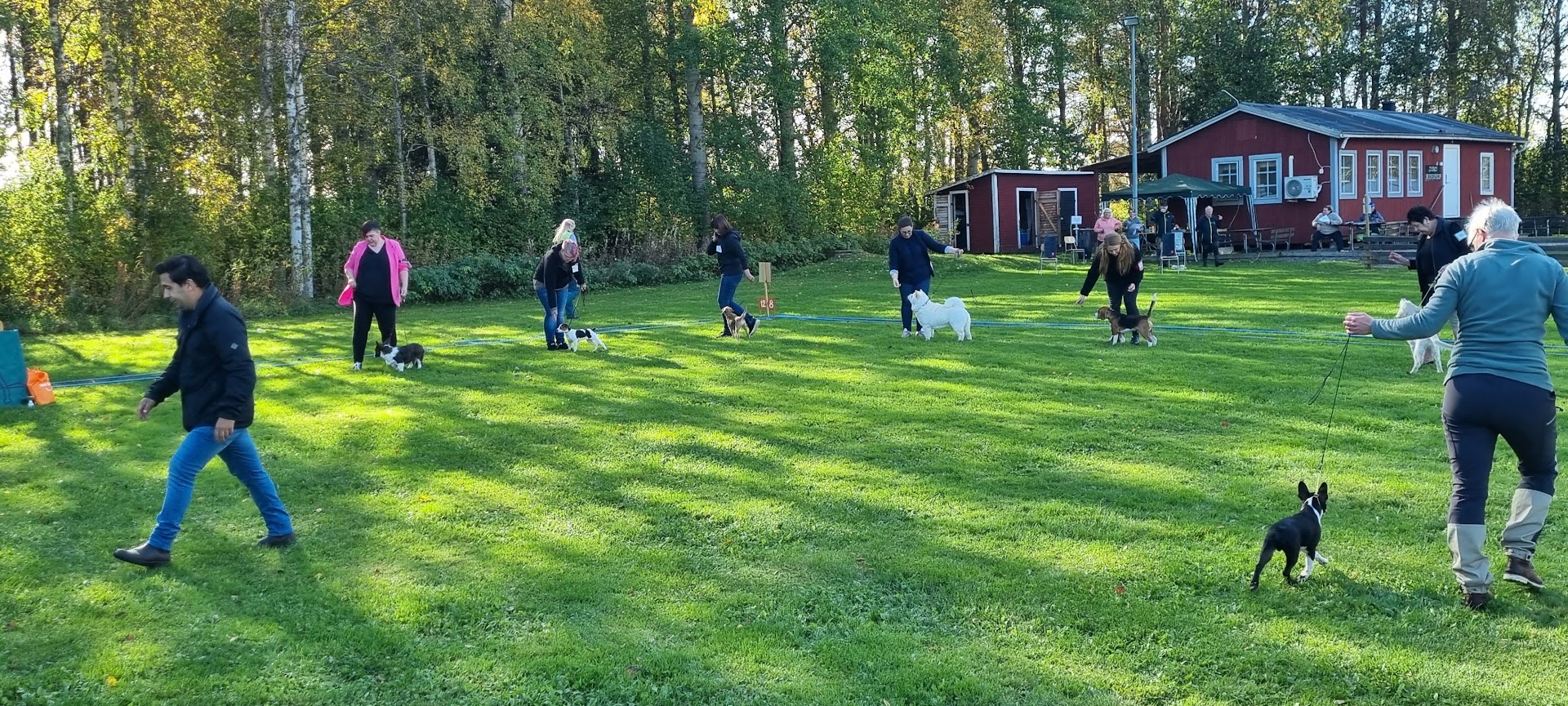 Bild på en hundutställning