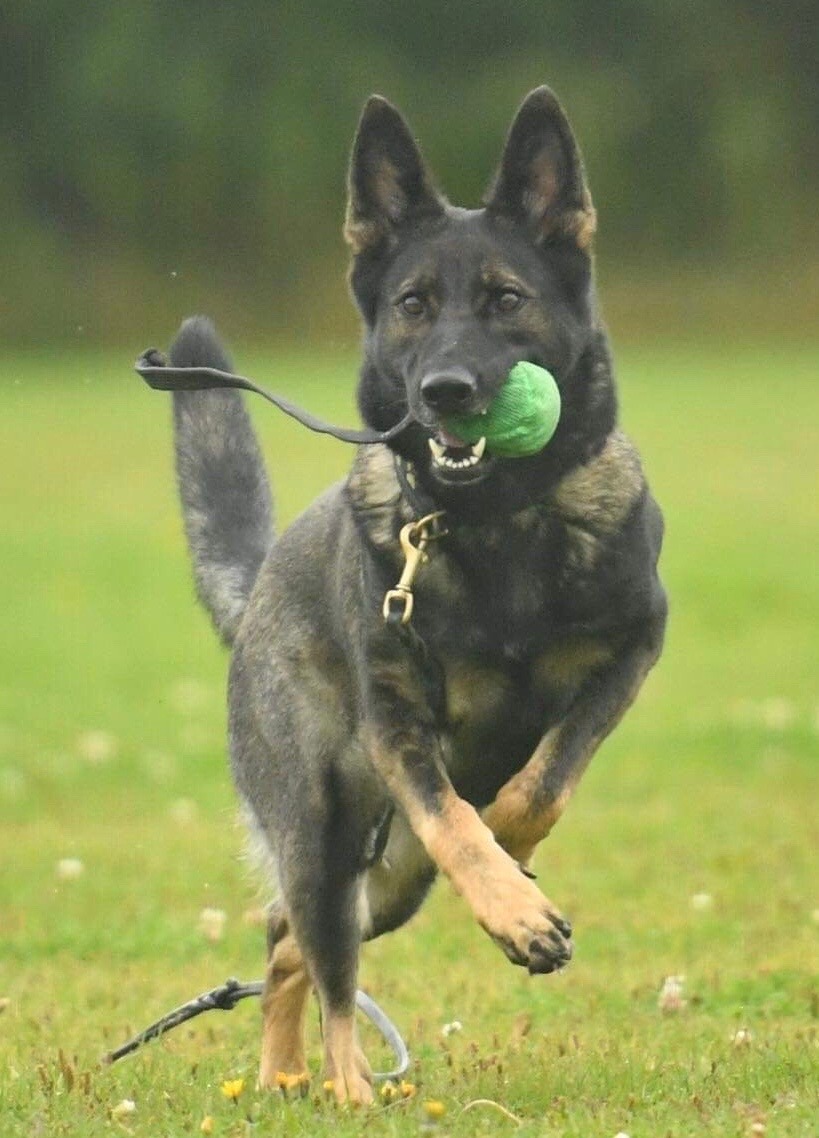 Med en boll i munnen är livet alltid bra, särskilt om man är en lekfull brukshund
