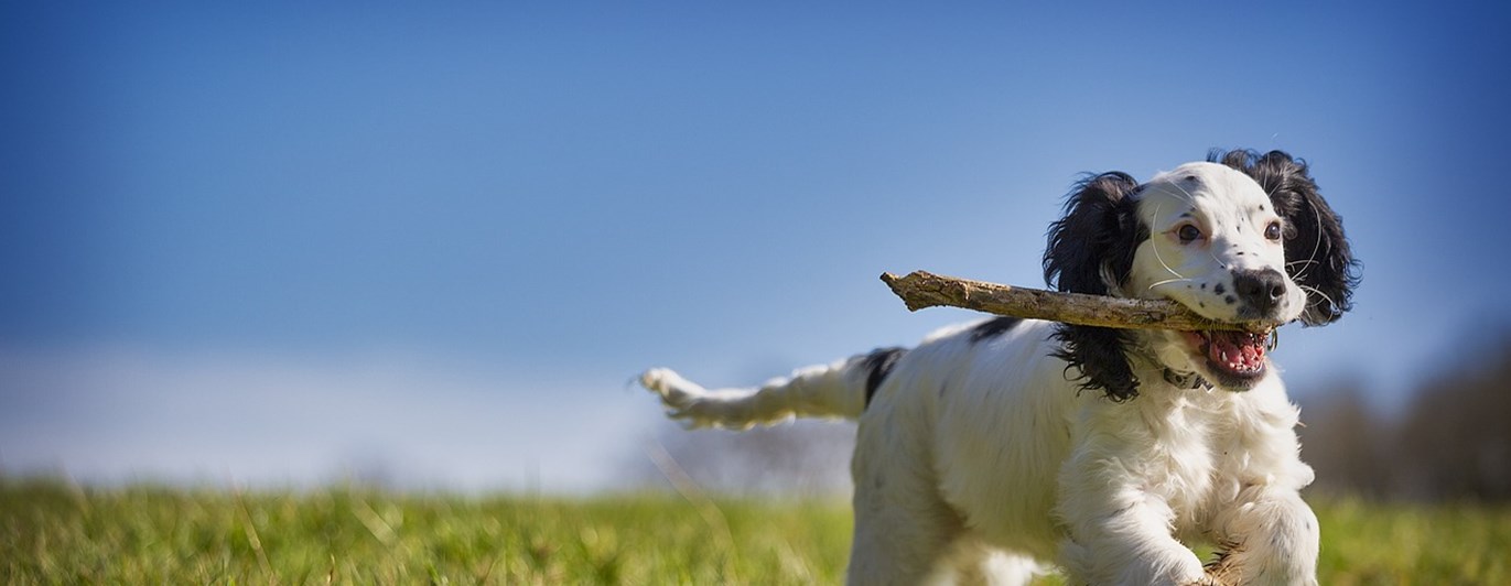 Hund med pinne