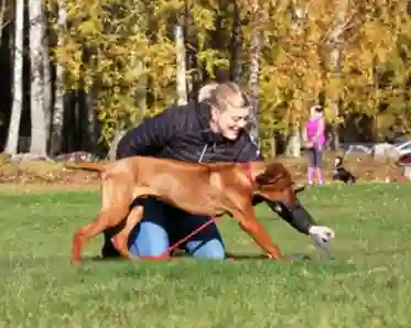 Hund i träning
