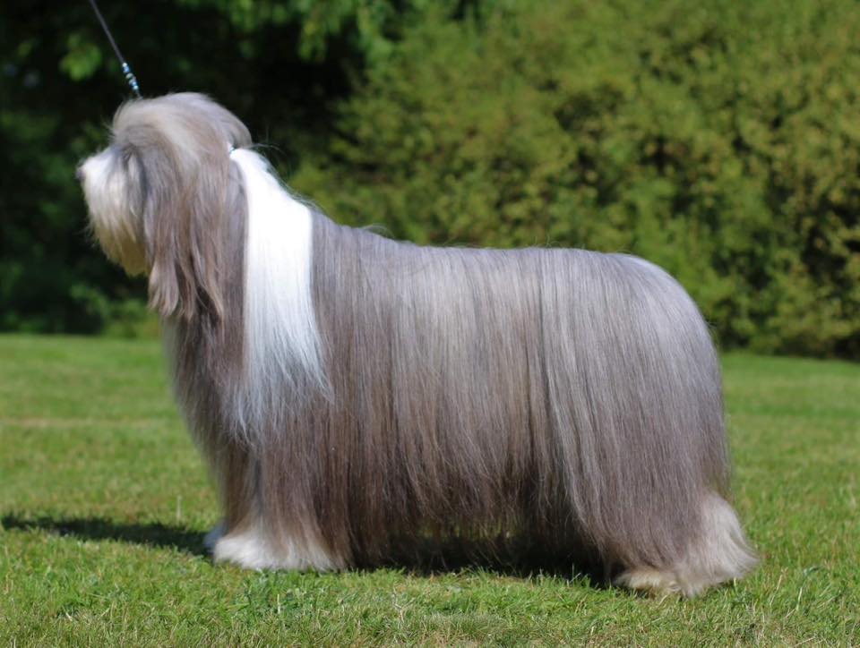 Bearded Collie