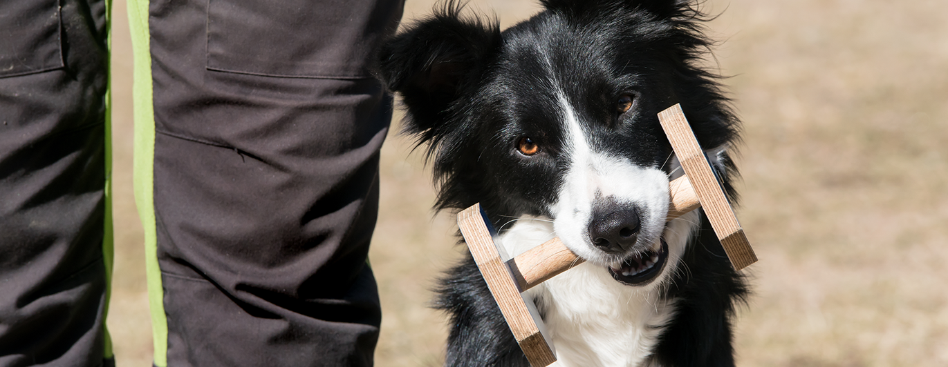Border collien Flugan sitter fint på vänster sida av sin förare med apportbock i munnen.