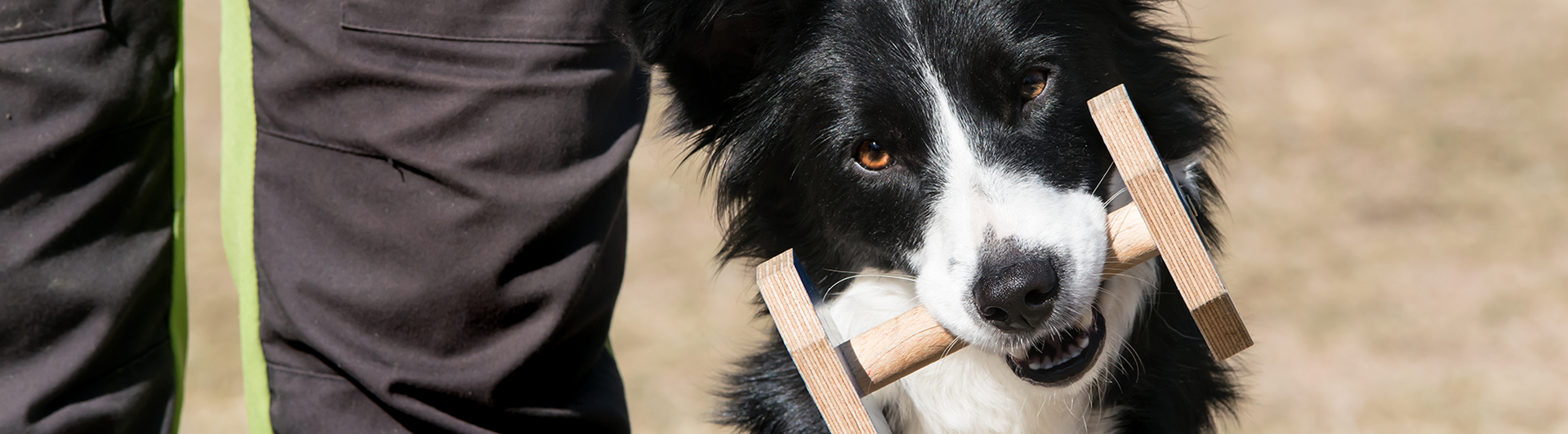 Border collien Flugan sitter fint på vänster sida av sin förare med apportbock i munnen.