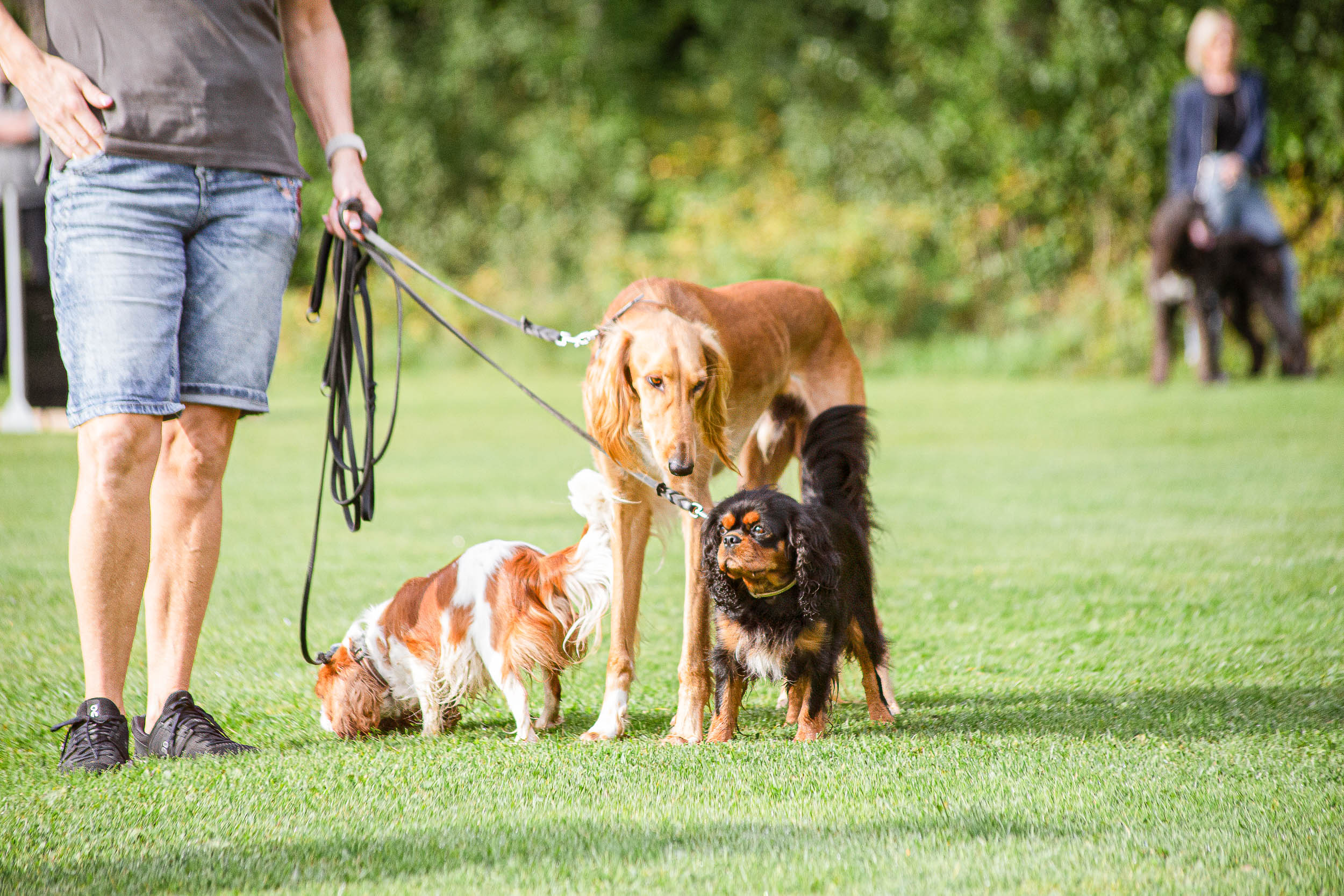 Flera hundar i olika storlekar