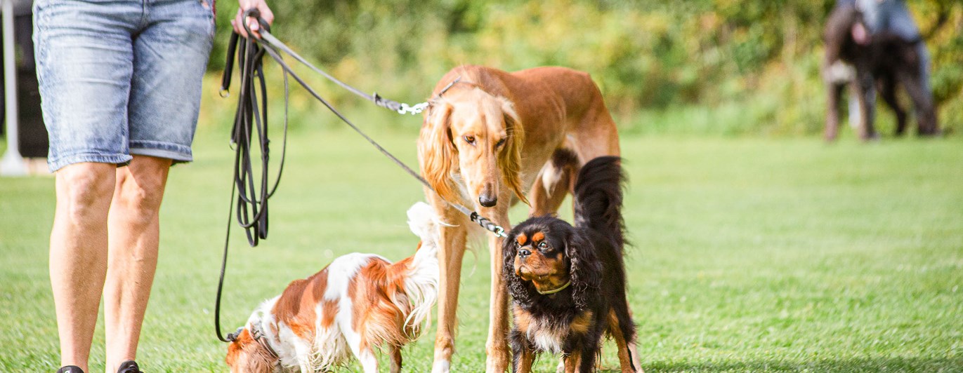 Flera hundar i olika storlekar