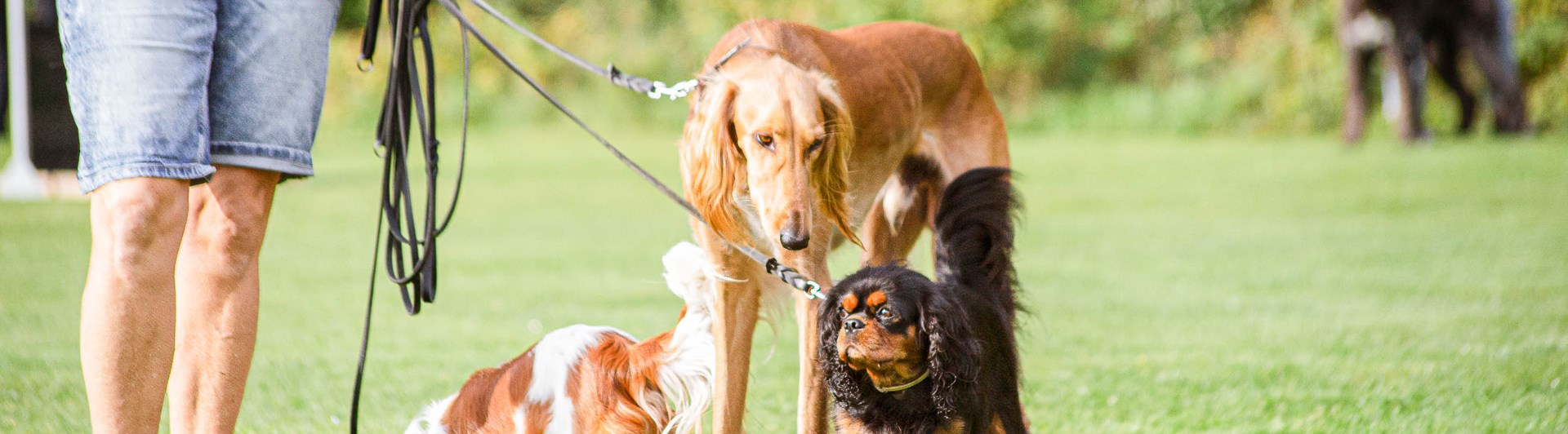 Flera hundar i olika storlekar