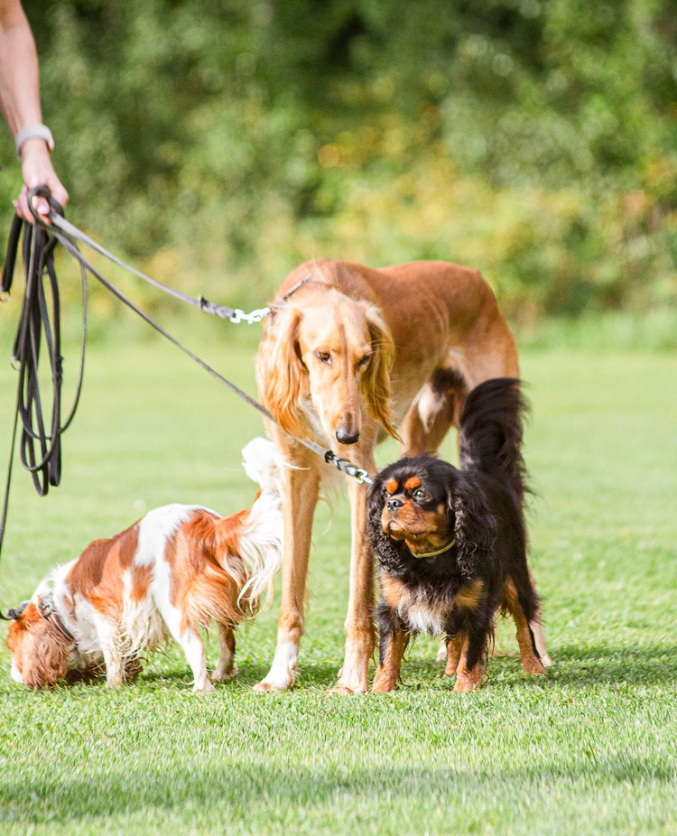 Flera hundar i olika storlekar