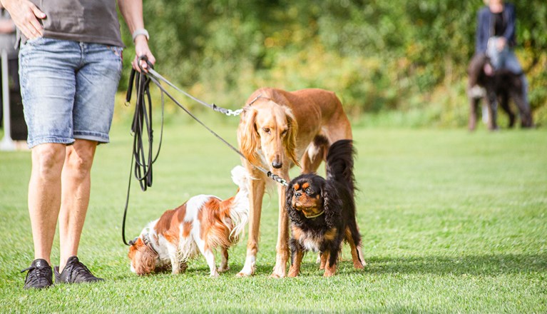 Flera hundar i olika storlekar