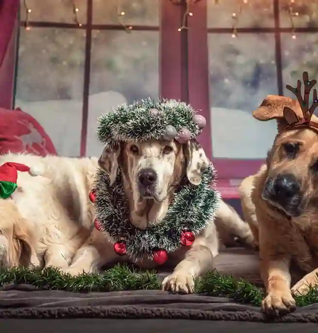 Hundar i julutstyrsel