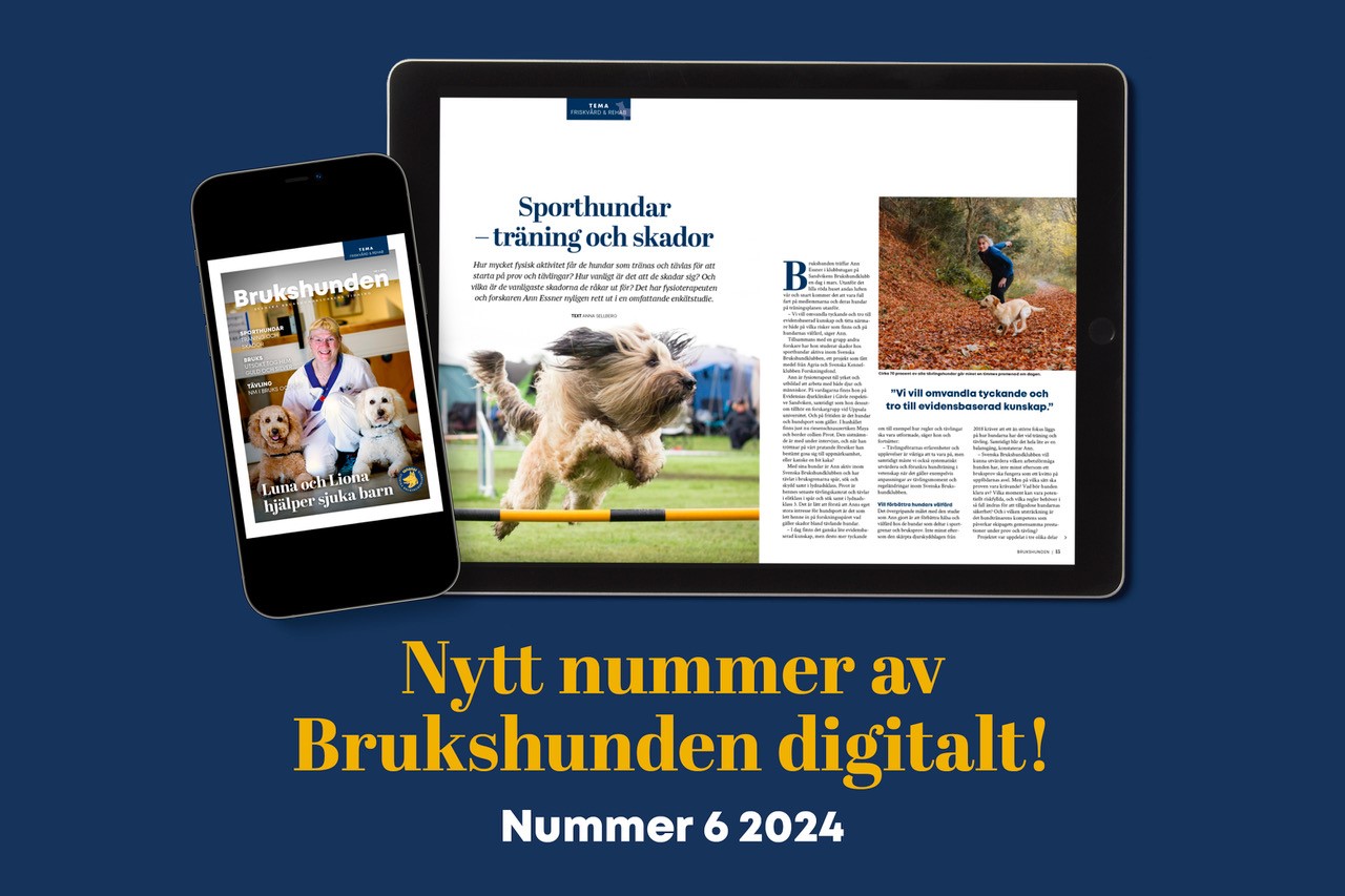 Bild på Brukshunden nummer 6, 2024.