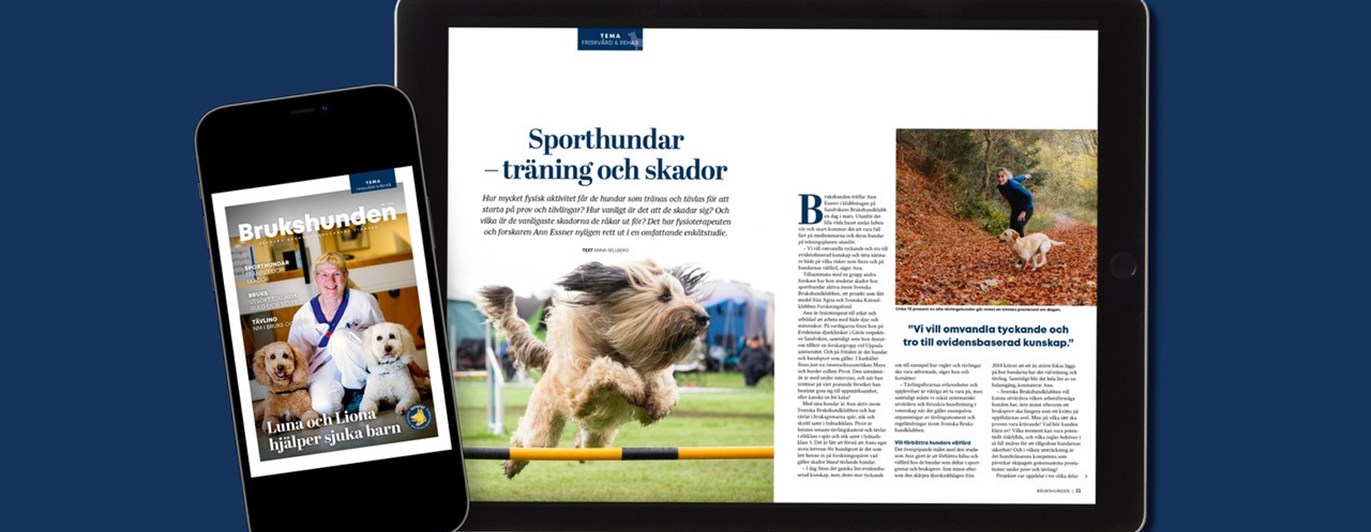 Bild på Brukshunden nummer 6, 2024.