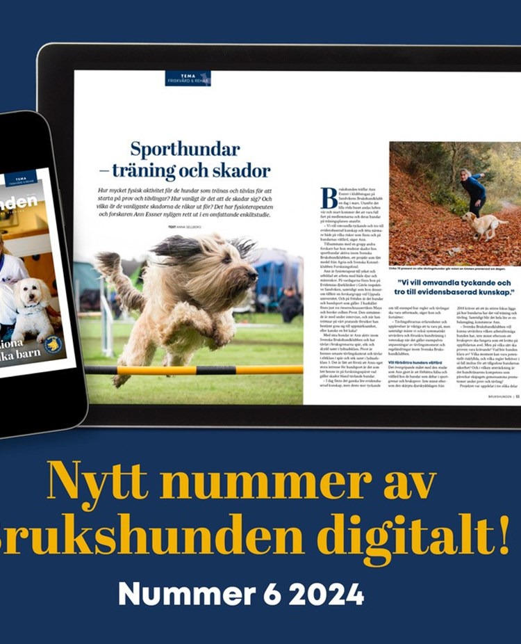 Bild på Brukshunden nummer 6, 2024.