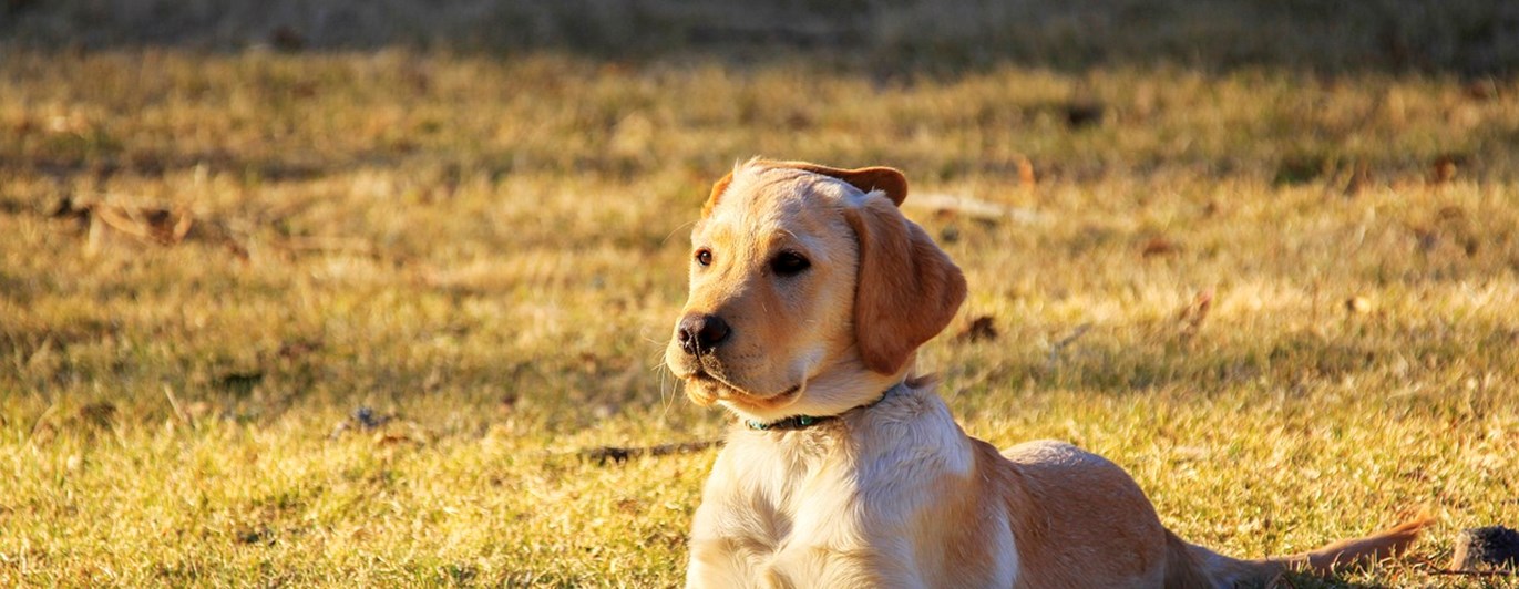 Golden retriever valp.