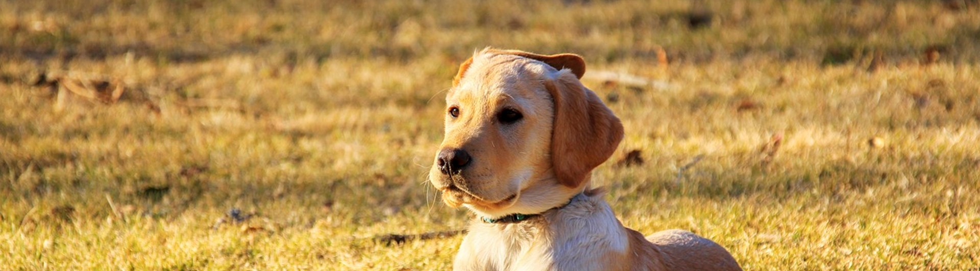 Golden retriever valp.