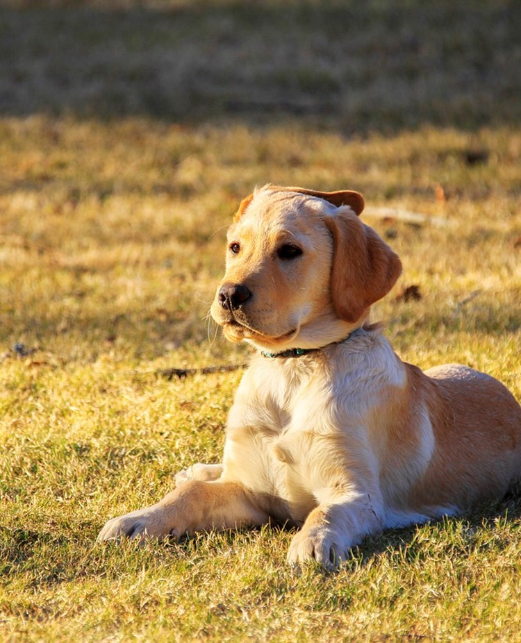 Golden retriever valp.