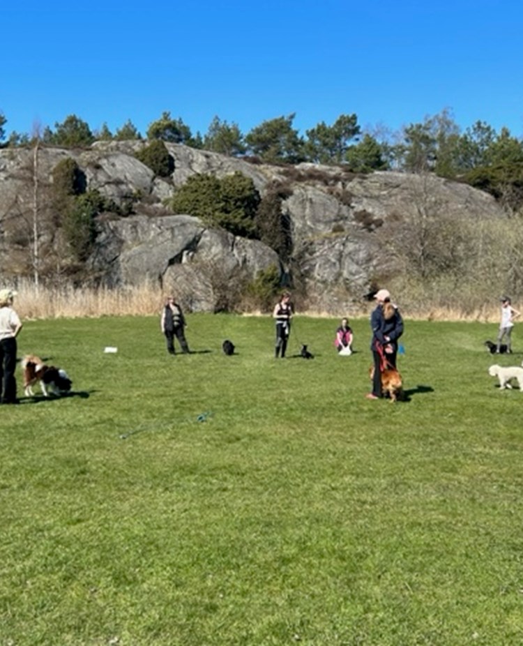 Torslanda-Öckerö Brukshundklubb öppen träning
