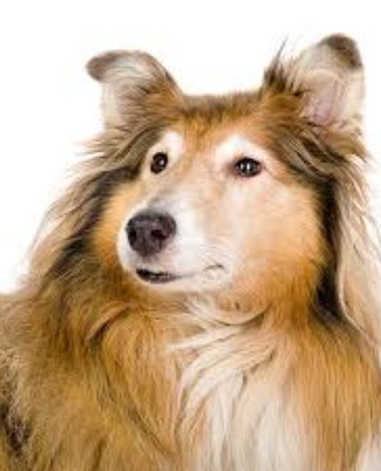 Ljusbrun Collie