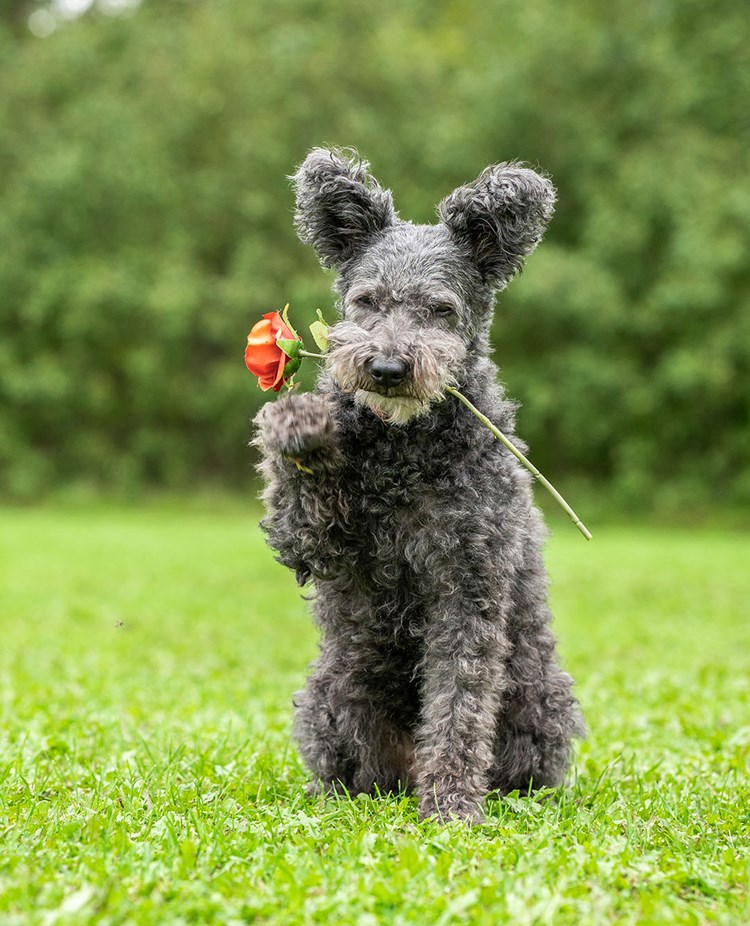 Pumi håller en ros