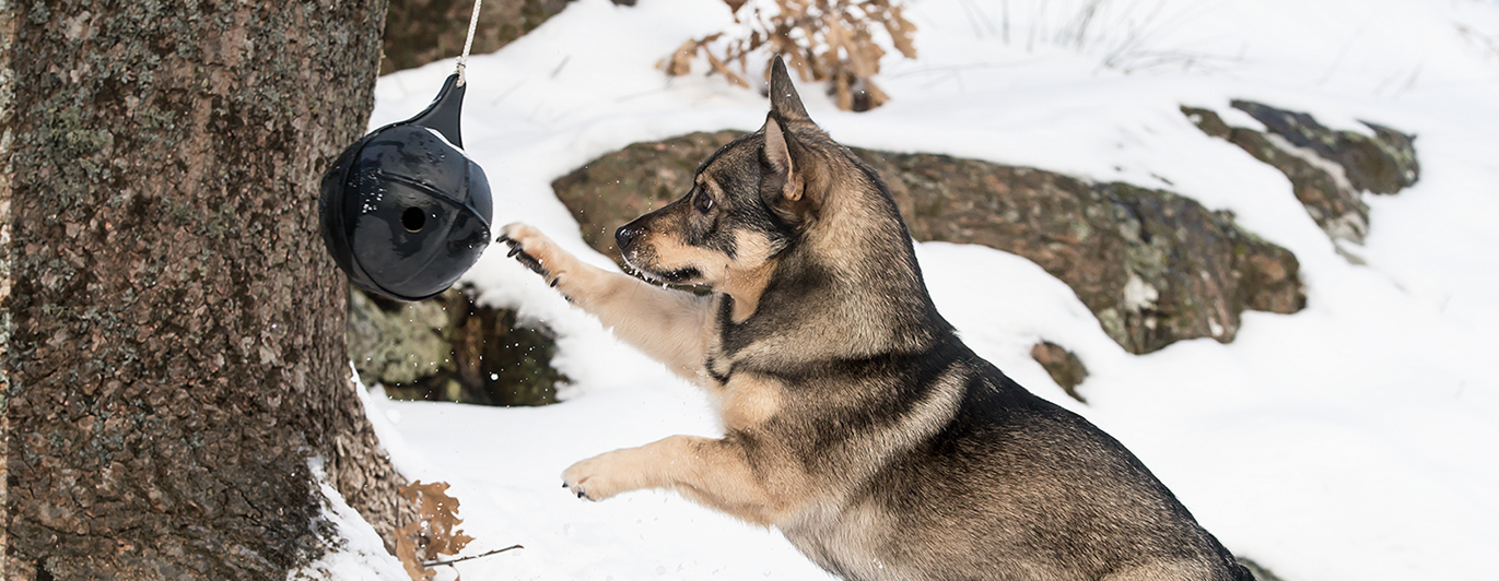 Västgötaspetsen Fanny leker med en upphängd boll i snön.