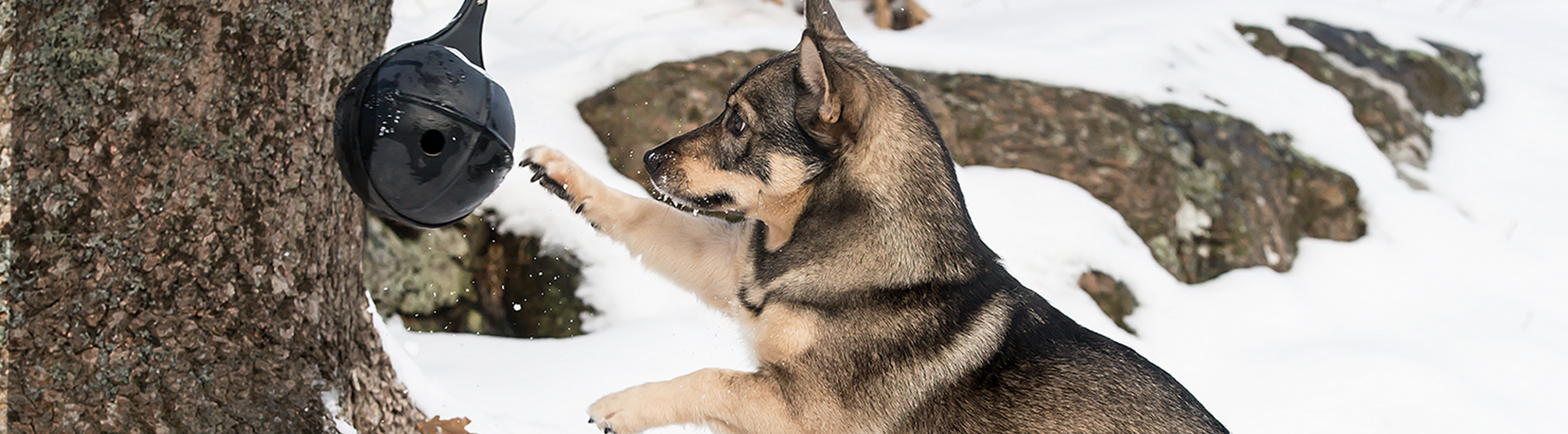 Västgötaspetsen Fanny leker med en upphängd boll i snön.