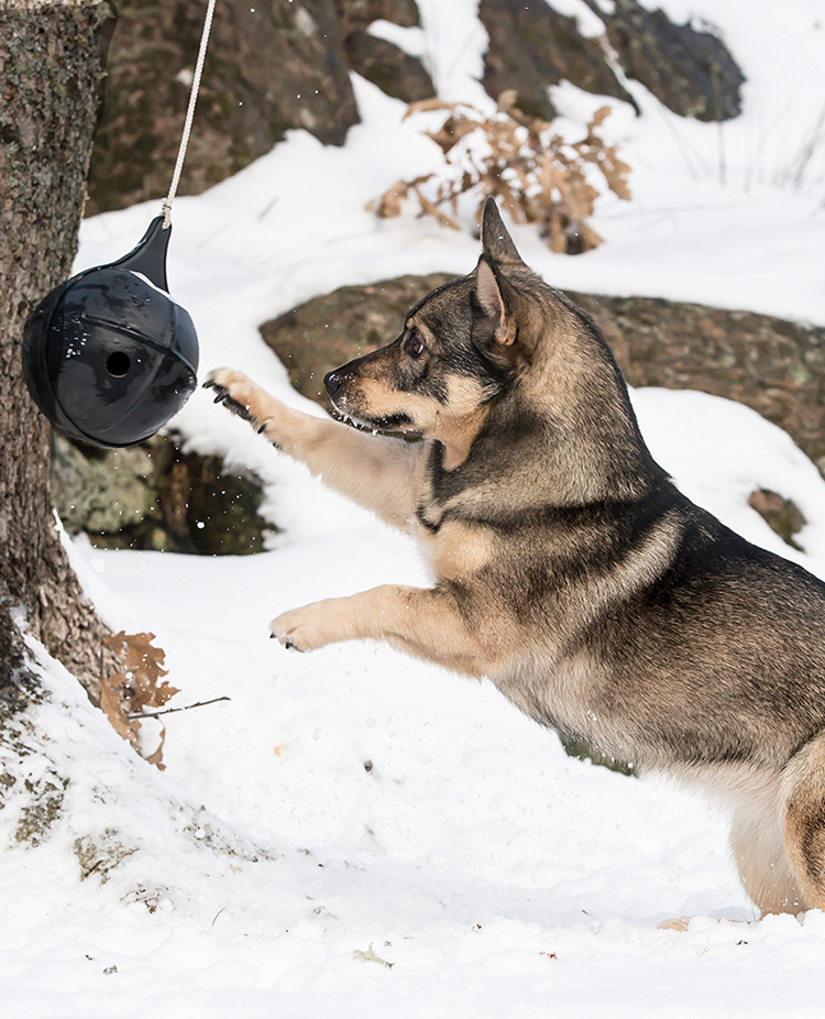 Västgötaspetsen Fanny leker med en upphängd boll i snön.